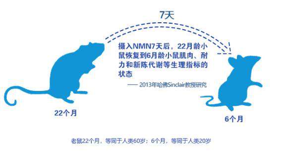 科技狂想:马斯克脑机接口与长生不老药的跨界探索