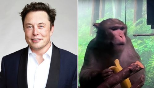 马斯克脑机接口实验中的猴子引发伦理争议