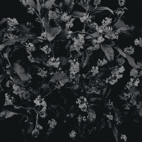 Valse Lente歌词-iwamizu (이와미즈)